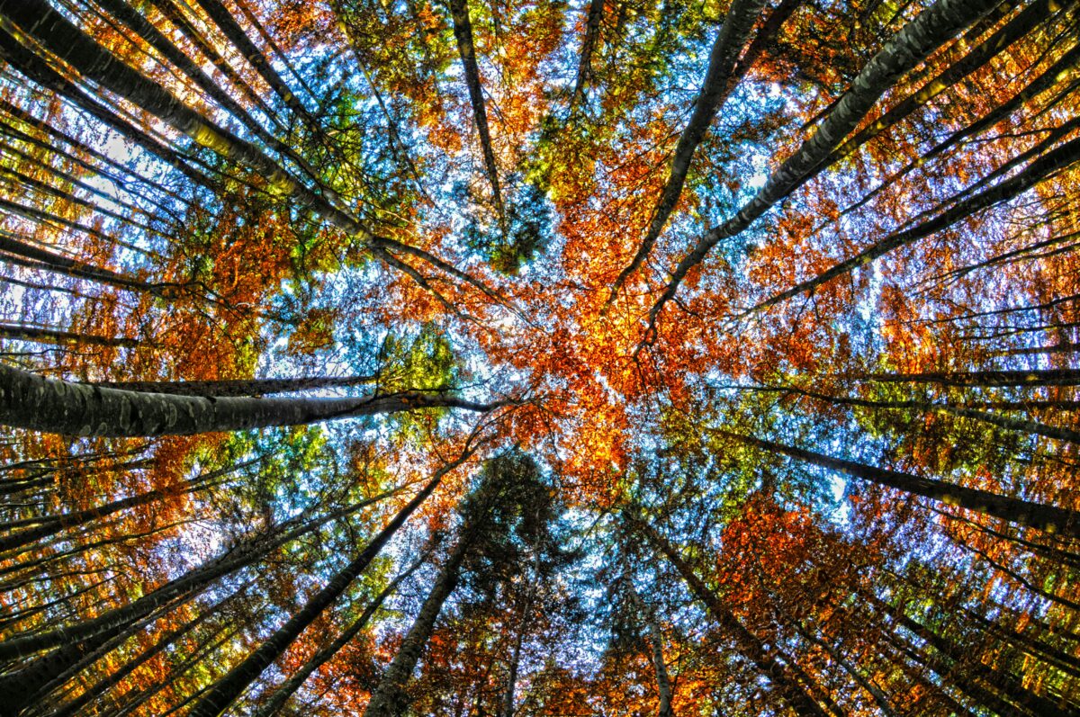 mattias-nutt-sq6PET7Ga0w-unsplash